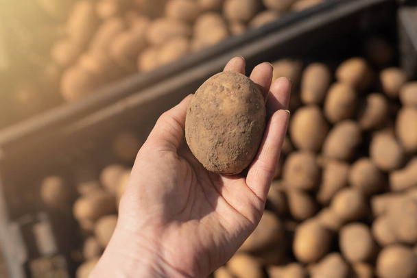 preparing potatoes for planting. Potato in hand on the background of potatoes - Φωτογραφία, εικόνα