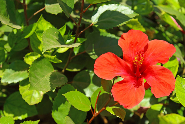 Belle fleur d'Hibiscus rouge sur fond vert naturel flou
 - Photo, image