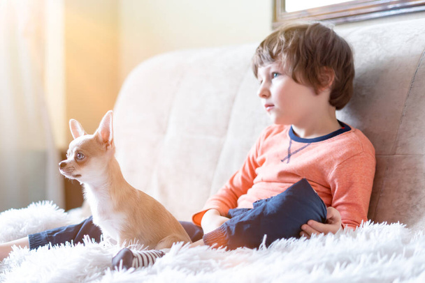Szczeniak chihuahua i chłopiec oglądają razem film, siedząc na kanapie zabawiając się w salonie. kaukaskie dziecko i pies korzystających wolny czas wolny w domu na kanapie. - Zdjęcie, obraz