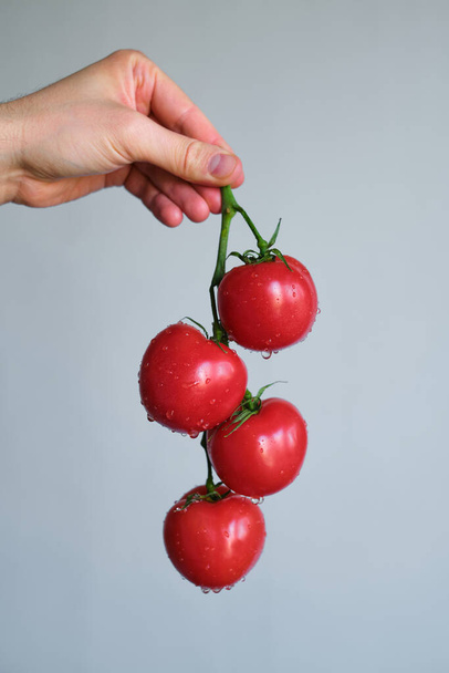 A man holds tomatoes in his hands. Ripe fresh red tomatoes on a bunch. Healthy food, organic vegetables. Natural vitamins, raw ingredient for eating. Handpicked bio cherry tomato - Foto, Imagem