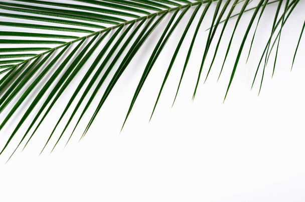 Green palm leaf and shadow on white background. Tropical green background. Copy space - Φωτογραφία, εικόνα