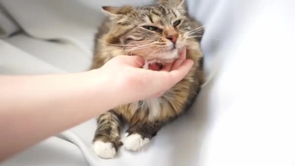Kızgın bir tekir kedi tıslıyor ve kucaklaşan bir eli kaşımaya çalışıyor. - Video, Çekim