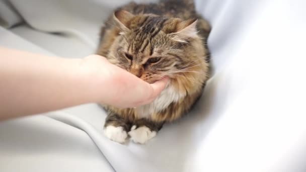 ένα χέρι γρατσουνιά και εγκεφαλικό πηγούνι και το κεφάλι μιας γάτας tabby  - Πλάνα, βίντεο