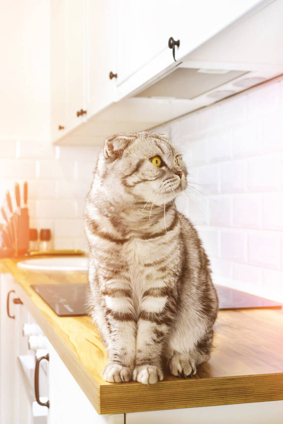 Scottish fold cat in kitchen table in sunlight. Cozy home scandinavian interior. Young gray striped pet, yellow eyes - Фото, изображение