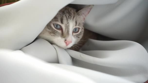 egy álmos sziámi pont hiúz macska jön ki egy fehér függöny - Felvétel, videó
