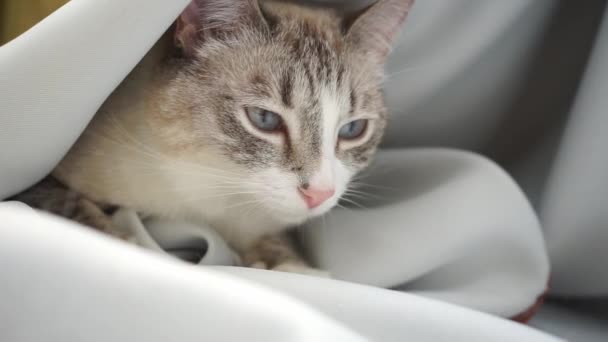 schläfrige siamesische Pointlynx-Katze sitzt in weißem Vorhang, blinzelt und schaut nach links und oben - Filmmaterial, Video