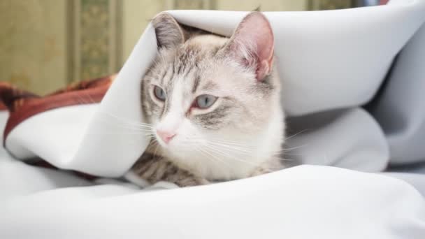 ospalý siamský rys kočka sedí v závěsu a šilhá - Záběry, video