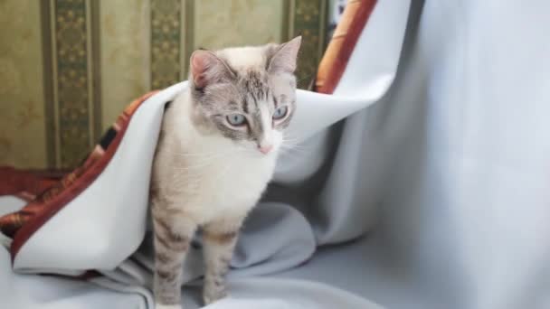 eine weiße und graue siamesische Point-Luchs-Katze sitzt und legt sich auf ein weißes Tuch - Filmmaterial, Video