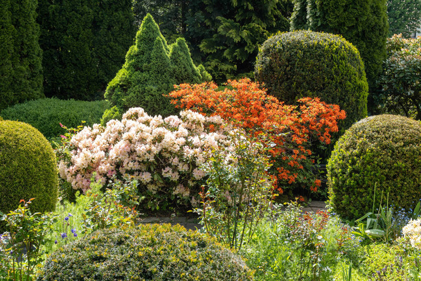 fleurs et buissons colorés dans le jardin, azalée jardin
 - Photo, image