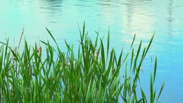 Liście bulrush w jeziorze. Zielone liście młodych trzcin w ciepły dzień kołyszą się nad błękitnym stawem - Materiał filmowy, wideo