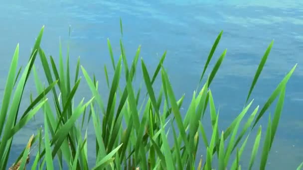 Des feuilles de scirpe dans le lac. Feuilles vertes de jeunes roseaux par une journée chaude balancent sur un étang bleu
 - Séquence, vidéo
