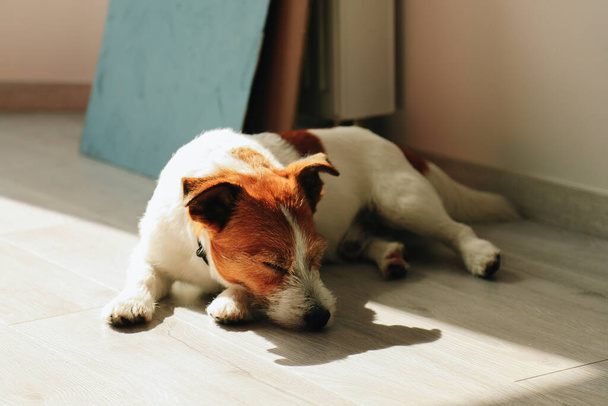かわいいジャック・ラッセル犬は日光で家の床で寝ています - 写真・画像