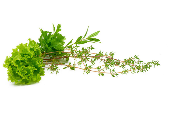 Parsley, Celery, Sage, Thyme, Rosemary, Lettuce, fresh spices isolated on white background - Photo, Image
