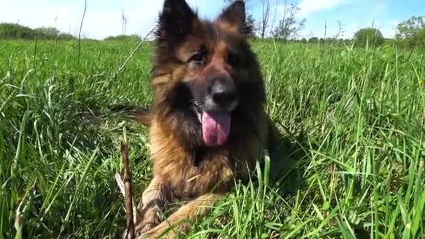 Alman çoban köpeği çayırdaki yeşil çimlerde yatar ve dili dışarı çıkar.. - Video, Çekim