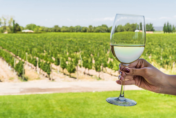 Een jonge vrouw met een glas witte wijn tegen de achtergrond van de wijngaard. - Foto, afbeelding