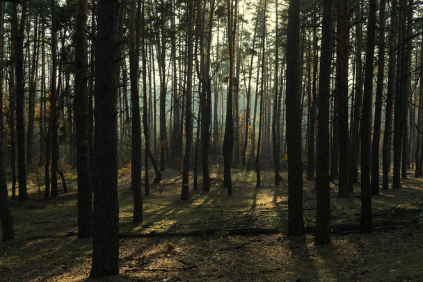 Nice autumn forest, evening in the forest - Photo, Image