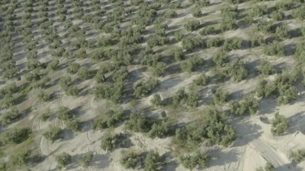 Powolny filmik gaju oliwnego o zachodzie słońca w Andaluzji - Materiał filmowy, wideo