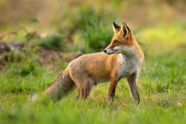 夏の日没時に肩越しに後ろを見る赤い狐 - 写真・画像