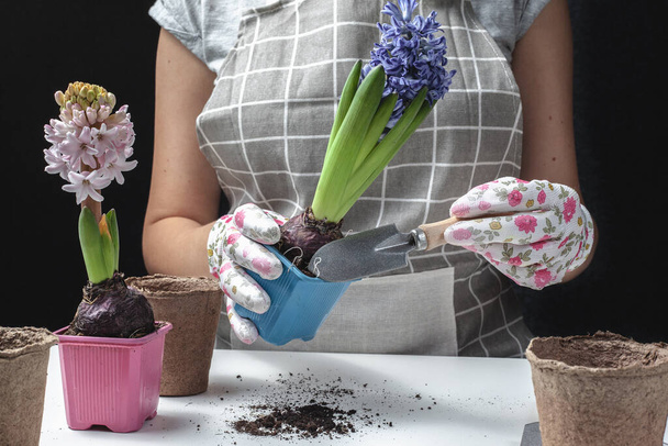 gardening home. Girl replanting  flowers  hyacinths in home garden. indoor garden, room with plants banner Potted green plants at home, home jungle, Garden room, gardening, Plant room, Floral decor - Foto, afbeelding