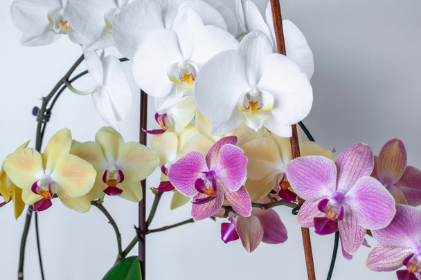 Різнокольорові орхідеї на білому тлі ізольовані. Тропічні квіти білі, жовті, рожеві
 - Фото, зображення