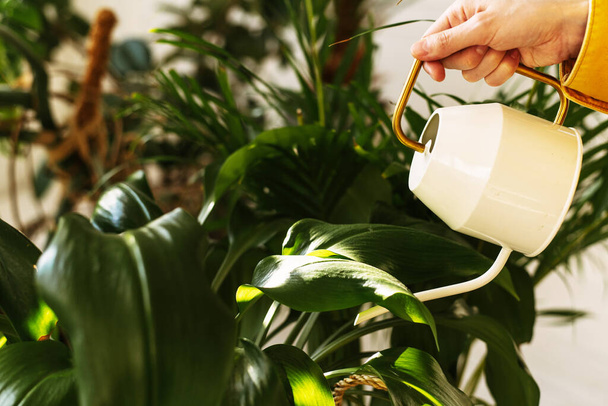 Young beautiful woman watering flowers and plants in her home garden or in a greenhouse using a modern watering can. - Foto, Bild