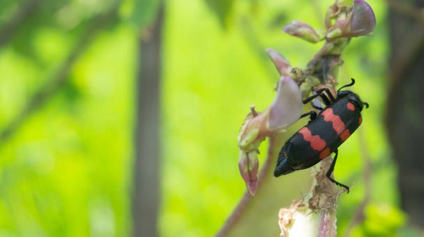 Прекрасная Милабрис Пустулата с красными штрихами на спине. Один из видов насекомых, который не вредит фермерам
 - Фото, изображение