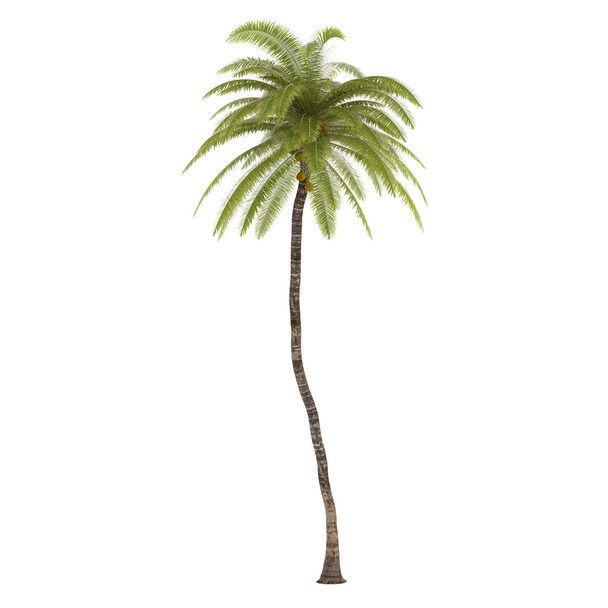 Palm tree isolated. Cocos Nucifera - Photo, Image