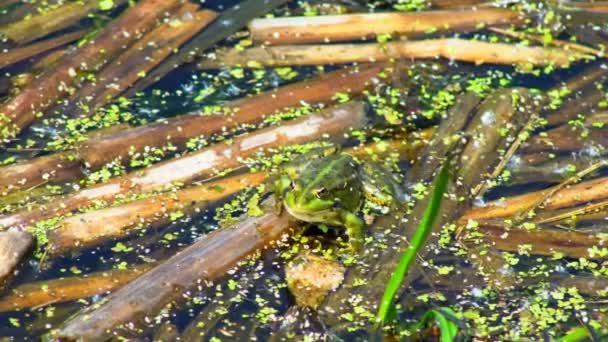 Frog sitting in a swamp. View on a Marsh frog resting in the waving water of a lake on a summer day. - Footage, Video