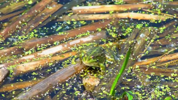 Rana seduta in una palude. Vista su una rana paludosa che riposa nell'acqua ondeggiante di un lago in una giornata estiva
. - Filmati, video