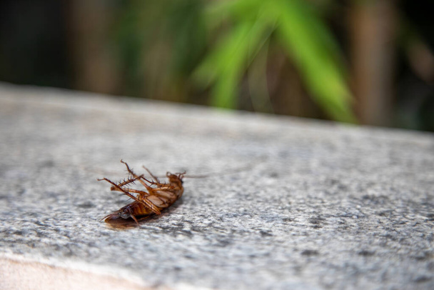 Большой мертвый оранжевый таракан лежит лапы отравленные химическими антинасекомыми репелленты
 - Фото, изображение