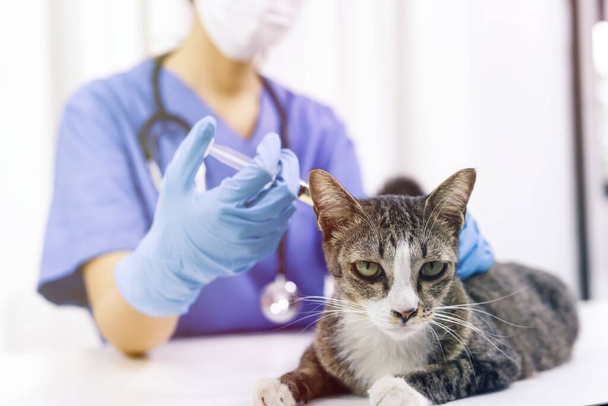 Chat sur la table d'examen de la clinique vétérinaire. Soins vétérinaires. Médecin vétérinaire et chat - Photo, image