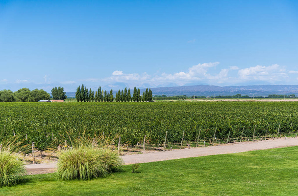 Plantas de videira em uma vinha em Mendoza em um dia ensolarado com céu azul
. - Foto, Imagem