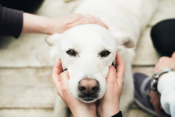  A white labrador sits on a wooden floor and people around dog caress the head. Close-up. Dog is a friend of man. Trust and friendship - Zdjęcie, obraz