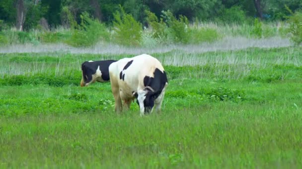 Sok fehér, fekete és barna állat legel a mezőn, a tehenek lehajtották a fejüket zöld füvet esznek, gyönyörű természet, repülő kismadarak, nyár, napos nap, lassított felvétel, széles szög - Felvétel, videó