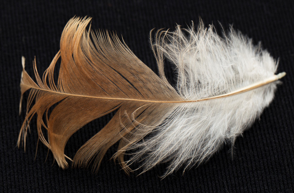 Feather - Foto, afbeelding