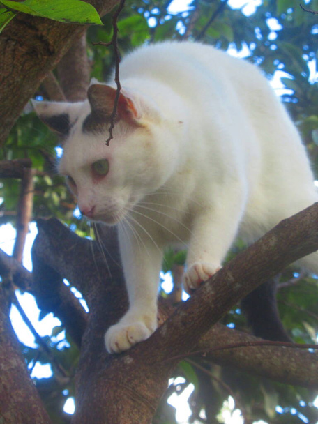 Un beau chat blanc dans un arbre - Photo, image