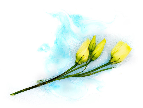 Ніжна біла квітка еустоми троянд, що плаває у пінопластовій воді, ізольована на білому тлі. Дизайнерський елемент для спа-реклами, натуральний шампунь для миття мила порошку
. - Фото, зображення