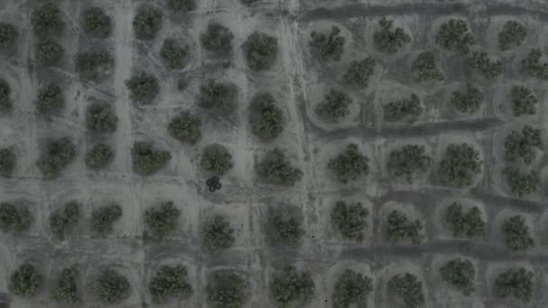 Vue aérienne des plantations d'oliviers, Espagne. Point de vue du drone
 - Séquence, vidéo