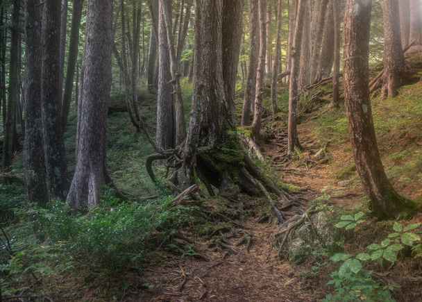 Magical forest path in Japanese Alsps - Foto, Bild