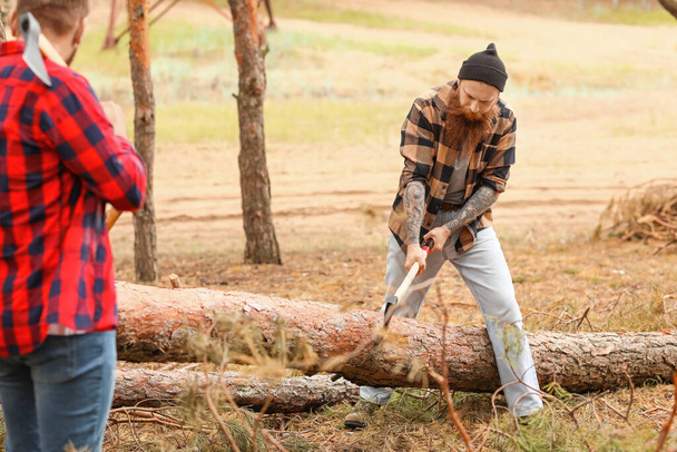Handsome lumberjacks cutting down trees in forest - Photo, Image