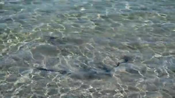 Bat ray zwemmen in Hopetoun strand West-Australië - Video