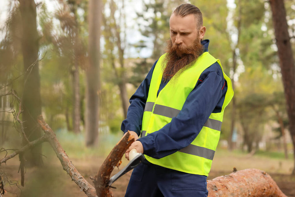 Handsome lumberjack cutting down trees in forest - Photo, Image