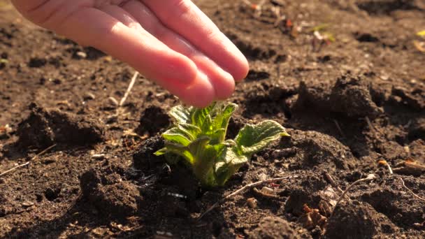 The concept of protecting life on earth. farmers hand watering small potato sprouts on fertile soil. slow motion. Conservation of natural resources. Planting, nature protection, sustainability. - Footage, Video