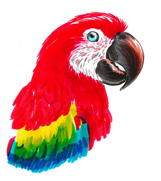 Colorful parrot bird. Ink and watercolor drawing - Photo, Image