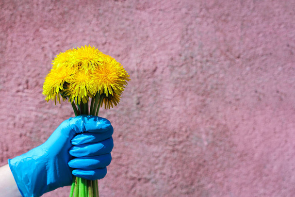 青い医療用手袋の手はタンポポの花束を持ってる。2020年夏にパンデミックに直面し保護具を身に着けているという概念は - 写真・画像