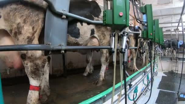Tehenek automatikus fejése állattenyésztő gazdaságban - Felvétel, videó