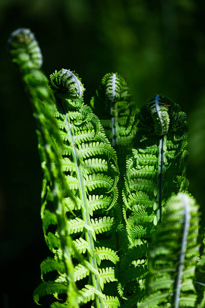 Green ferns on a green background - Photo, Image
