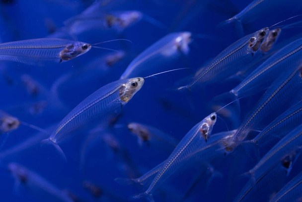 Trans Lucent Grass Catfish in captivity - 写真・画像
