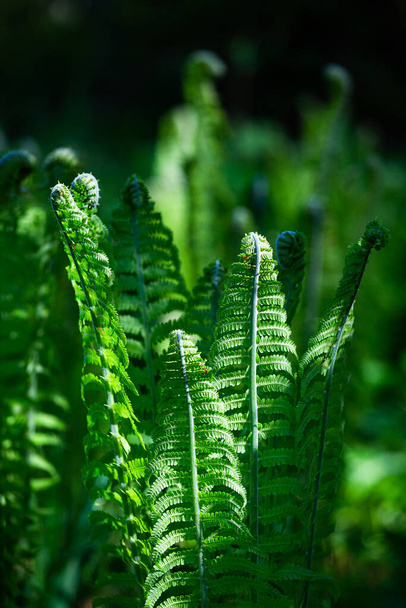Green ferns on a green background - Photo, Image