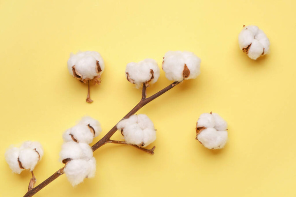 Beautiful cotton branch on color background - Photo, Image